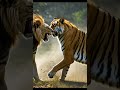 lion and tiger ai cartoon😘😂 animalswithkids kidslovepets animalcompanions aicartoons cartoonstorie