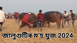 জালুগুটিৰ ম'হ যুজ 2024 // মʼহ যুজ 2024 // ম'হ যুঁজ // Jaluguti mohjuj // mohjuj 2024 // Mohjuj 2025