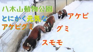 20.12 八木山動物公園 レッサーパンダ とにかく元気なアケビグミ ＆ 母 スモモ 1