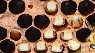 मधुमक्खी को लगी बीमारी का इलाज !!! Honey Bee Diseases And Treatment In 1 Minutes #bee #beekeeping