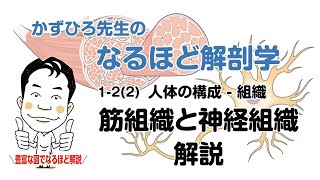 解剖夏期講習 day7 筋組織と神経組織（夜の部）