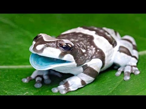 How many species of amphibians are there in the world 2020?