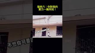 搞笑动物系列第126集 猫老六：你對我的實力一無所知！ #搞笑 #cat #funny #搞笑 #科普 #萌宠 #科普 #萌宠 #pets #animals #貓咪 #萌寵 #貓咪 #萌寵 #cute