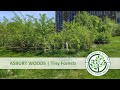 Asbury Woods | Introduction to Tiny Forests