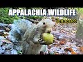 Appalachia Wildlife Video 24-39 of AS THE RIDGE TURNS in the Foothills of the Great Smoky Mountains