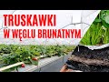 Truskawki w węglu brunatnym Carbomat w towarowej produkcji