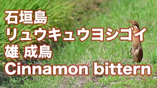 【婚姻色】石垣島 リュウキュウヨシゴイ 雄成鳥 Cinnamon bittern