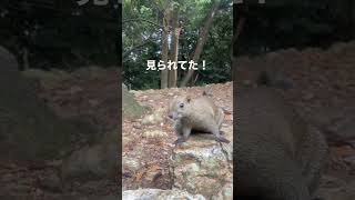 金華山で脱走リスさんに遭遇🐿