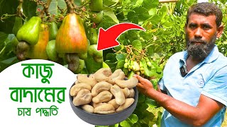 বিদেশ থেকে ফিরে দেশে কাজু বাদাম চাষে সফল | Kaju Badam | Krishirup | কৃষি রূপ