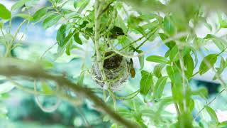 20210521綠繡眼 Japanese White-eye