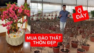 Mua 👉Đào Thất Thốn Đẹp l Hoa Nở Chuẩn Tết 👉Hãy Đến Nhà Vườn Ngọc Lâm