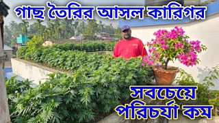 ভালো গাছ তৈরীর আসল কারিগর পাঁচ বছর পর শিখব সবচেয়ে সহজে গাছ তৈরীর পদ্ধতি