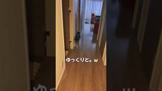 パパが出張から帰ってきた時の豆柴の反応がなんだかかわいい。【柴犬】#Shorts