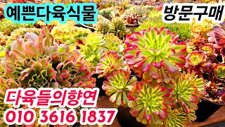 #다육들의향연🌸늘 다육이들이 예쁘당 #방문구매 #부산시금정구중앙대로2400# 부산다육농원🌸25.1.12/korean succulents plants 💖