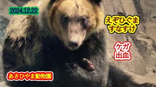 あさひやま動物園　えぞひぐまのすなすけ  2024.12.22