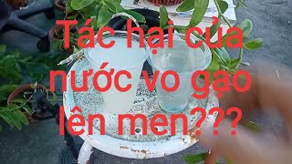 Hỗn hợp nước vo gạo lên men là gì? Sử dụng nước vo gạo đúng cách?