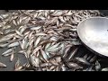 মাছ ধরার সেরা গোপন গোপনীয়তা অবশেষে প্রকাশ fishing s best kept secret finally exposed