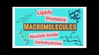 Macromolecule Notes
