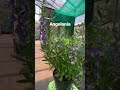 Angelonia is easy to grow