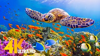 Under Red Sea 4K 🐢 Incredible Underwater World - Tropical Fish, Coral Reefs, Jellyfish Aquarium
