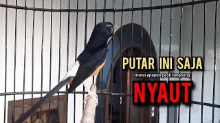 murai batu gacor AMPUH buat PANCINGAN murai batu agar bunyi JADIKAN burung murai gacor EMOSI