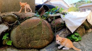 猫島の路地で遊ぶ子猫兄弟