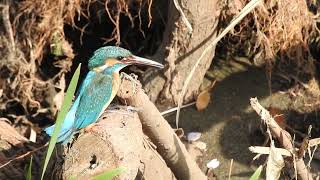 【野鳥の鳴き声図鑑】カワセミCommon Kingfisher / Alcedo atthis