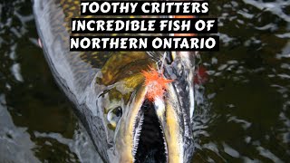 Toothy Critters of Ontario | Brook Trout to Musky