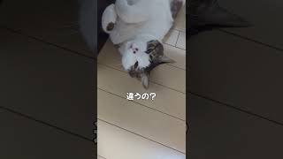 猫あずき　極上な昼寝よりも？　 #cat #猫 #ねこ