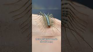 ตัวไรวะประจำบ้าน EP.2 ตะขาบบ้านขายาว House Centipede #สารคดีสัตว์โลก