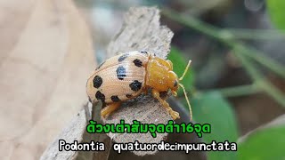 ด้วงเต่าส้ม​จุดดำ 16​ จุด​ | Podontia​ quatuordecimpunctata​ in​ Thailand​