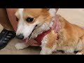 【コーギー】デコポンのツボに入ると！！！push the dog s acupuncture point 【犬】