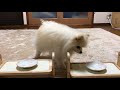 ポメラニアン　ポン＆シンバ　1番好きなおやつは何？選手権 choose your favorite snacks pomeranian