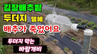 김장배추밭 두더지 이렇게 막아요~ / 두더지 방지 / 두더지 퇴치법 / 배추밭 두더지 / 두더지 퇴치기 / 두더지 방지 방법 / 두더지 대책 / 김장배추 / 김장무우