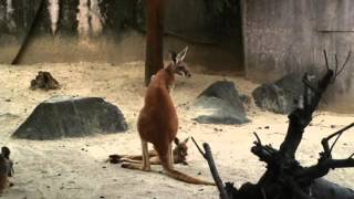 アカカンガルー【東山動植物園に行こう!!】