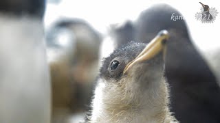 AWS ジェンツーペンギンヒナのゴハンと紐-Chick Gentoo penguin