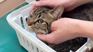 【保護猫】さもじさんの血液検査の結果は…