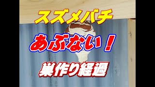 危険だけど感動した！スズメバチの巣作り！愛おしい。運んでくる材料によって、巣の模様が違う。