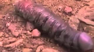 Penis Worm