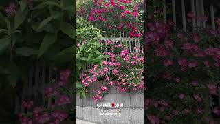 【HD動画】2024年5月27日  薔薇が満開です。 #flowers #garden #癒し#自然 #naturelovers #薔薇は美しく散る #ばらの花 #rosegarden