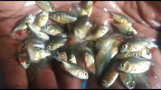 Rupchanda fish seed