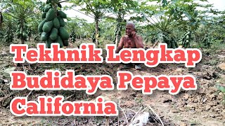 TEKHNIK LENGKAP | BUDIDAYA PEPAYA CALIFORNIA