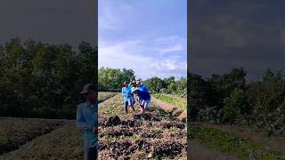 thu hoạch Khoai Lang #shorts #short