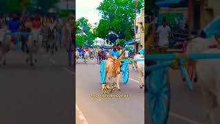 திருப்பத்தூர் பெரியமாடு 🐂 மாடுகளா இல்ல குதிரைக்கல கடுமையான போராட்டம் 😍😎 #horse #bull #cow