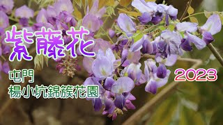 [輕輕鬆鬆，賞花遊蹤] 紫藤花 2023 | 屯門 楊小坑錦簇花園 | 自駕遊 | Wisteria Flower | Yeung Siu Hang Garden | Self drive tour