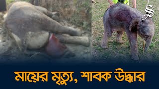 পাহাড়ে প্রসবের সময় মা হাতির মৃত্যু, শাবক উদ্ধার