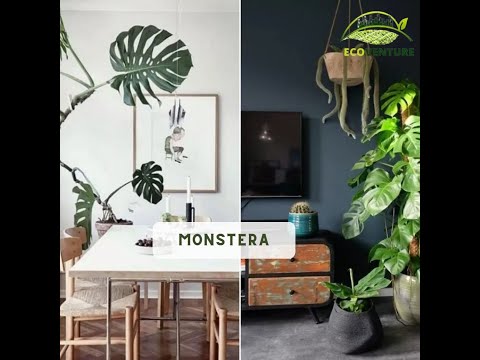 Best Houseplants for Interior Decor