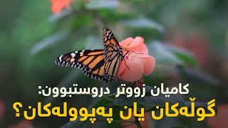 کامیان زووتر دروستبوون: گوڵەکان یان پەپوولەکان؟