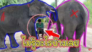 🌈นาทีระทึก🔥พ่อเสือโดนช้างเหยียบ