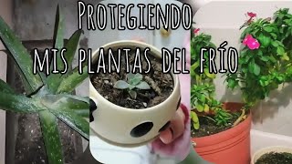 Protegiendo vincas vicaria (teresitas) y plantas del frío | Vlog